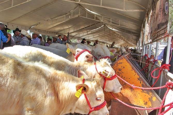 expo-ganadera-jerez.jpg