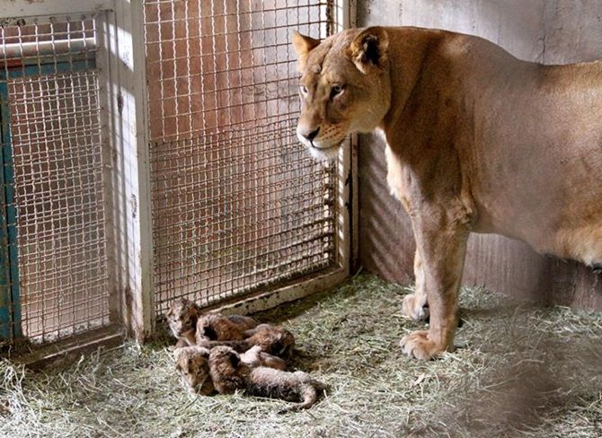 leones-1.jpg