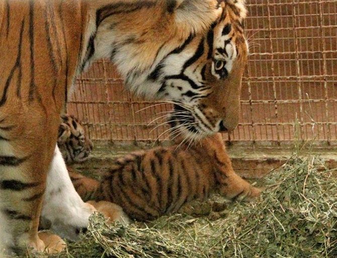 tigres-1.jpg