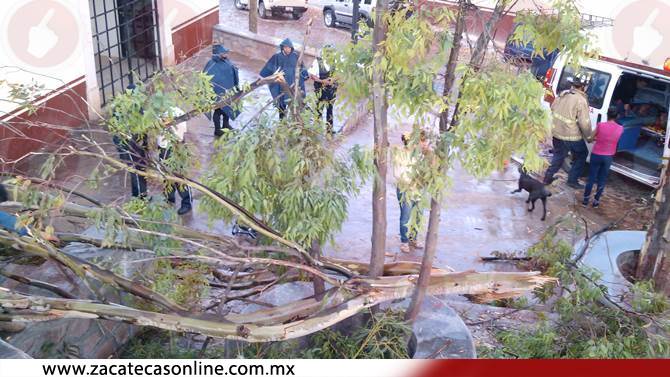 arbol-bracho-11.jpg