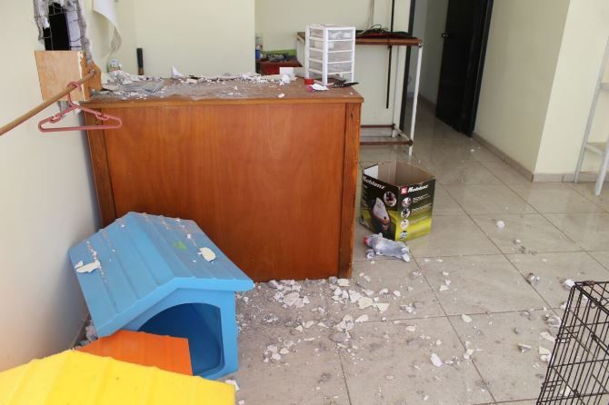 robo estetica canina 3