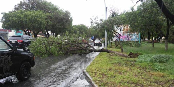 cae-arbol-6c5