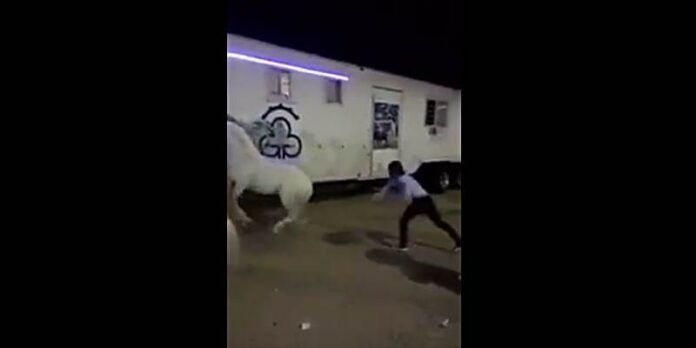 "Corrije" al animal con una cadena