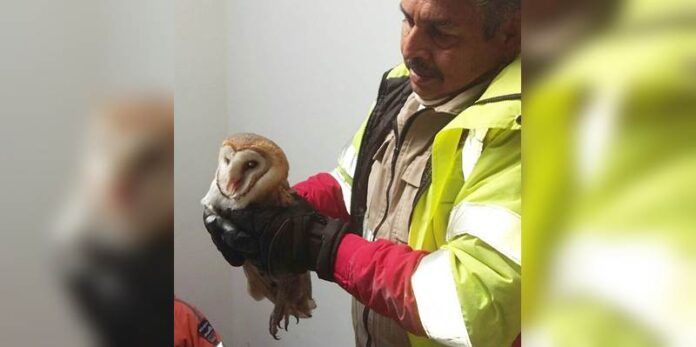 Fue liberada tras el rescate Fue liberada tras el rescate