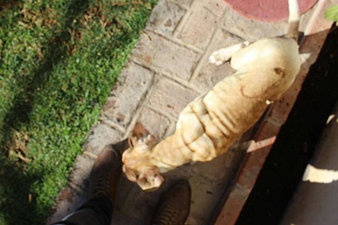 incendio-perrita-6.JPG