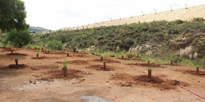 Plantan casi 4 mil árboles Plantan casi 4 mil árboles