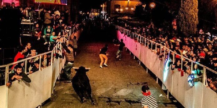 5 toros de la ganadería El Saucillo fueron soltados 5 toros de la ganadería El Saucillo fueron soltados