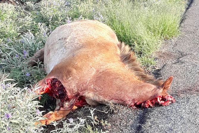 accidente-caballo-1.jpg