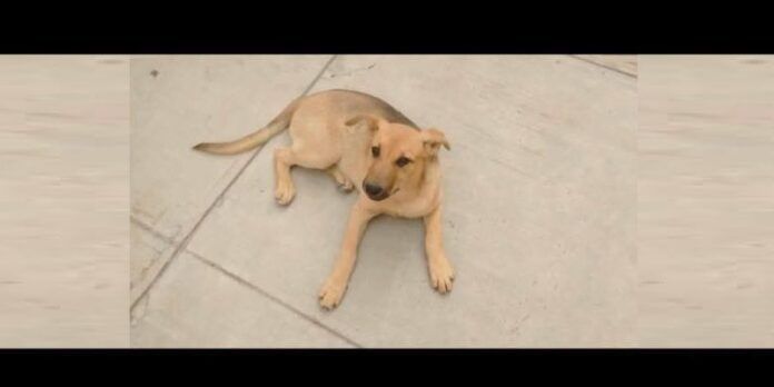 Perrita en adopción