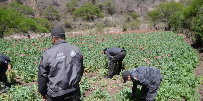 Arrancan y destruyen las flores