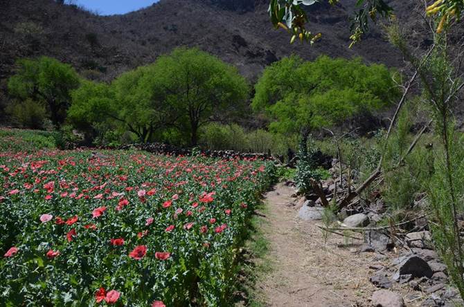 amapola.jpg