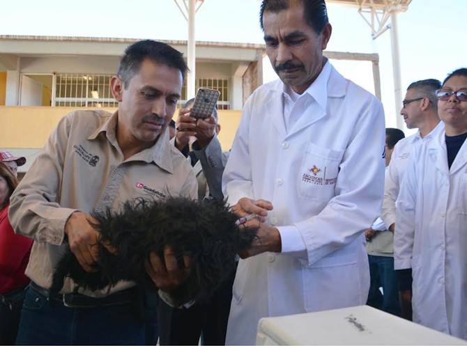 vacunacion-antirrabica-guadalupe.jpg