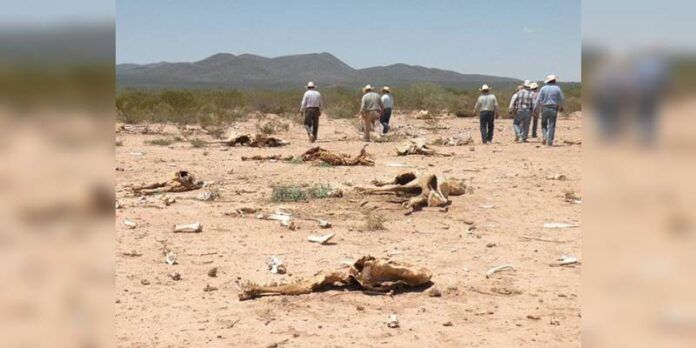 Sequía y desabasto amenazan al estado Sequía y desabasto amenazan al estado