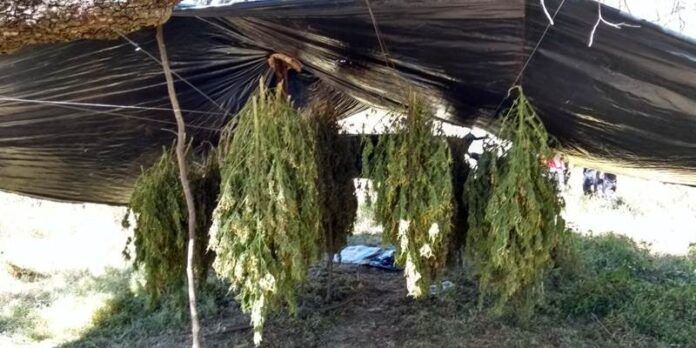 marihuana-8ac