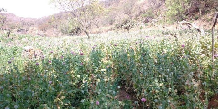 amapola-35b