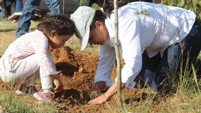 reforestacion-bufa-953
