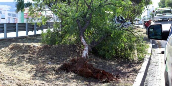 derriba-arbol-10b
