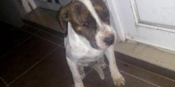 perrito-pequeno-ab5