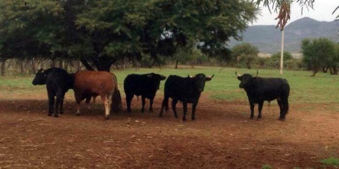 toros-bc4