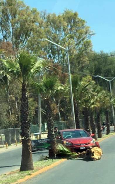 accidente palmera 1
