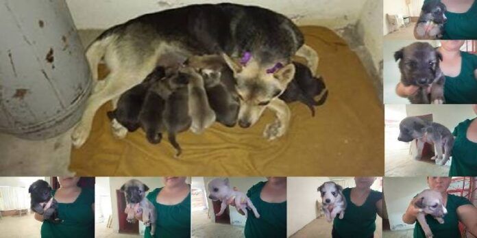 perritos-muchos-b66