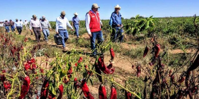 agro-chile-646