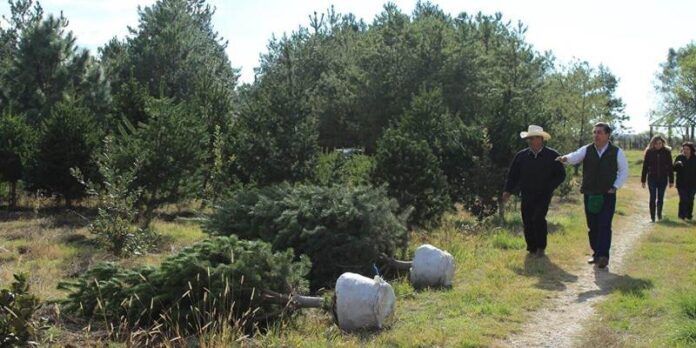 arboles-navidad-4a9