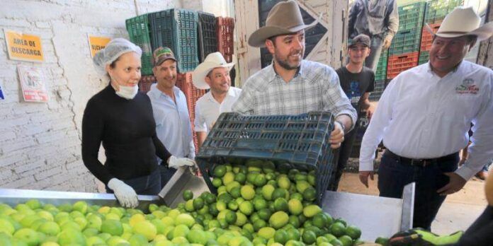 tello-limones-281