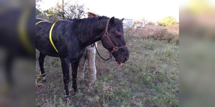 caballo-tiro-1-111
