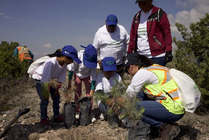reforestacion 1