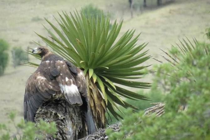 aguila real 1