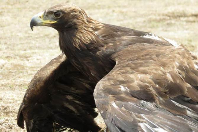 aguila real
