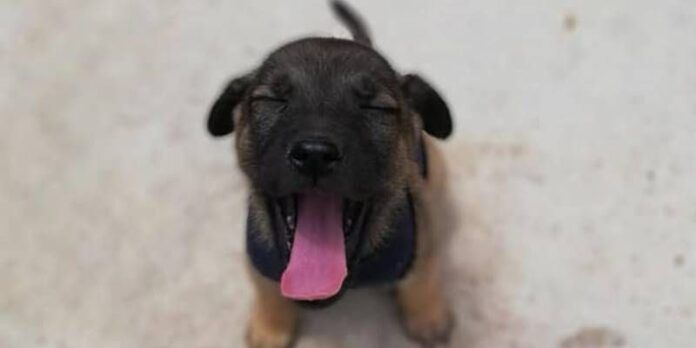 adopcion-2b9
