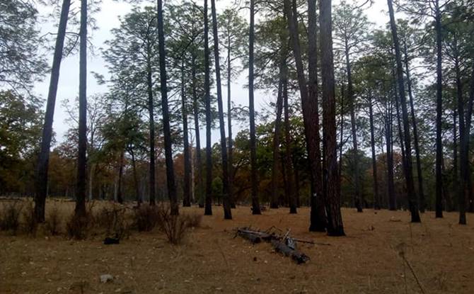 tala bosque