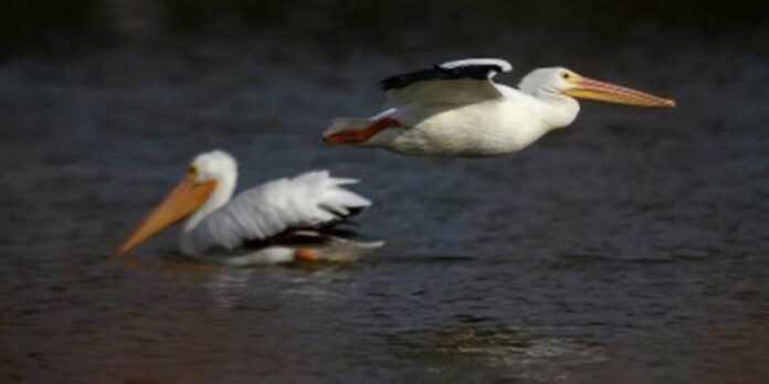 aves-f51