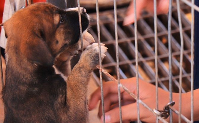 adopciones 3