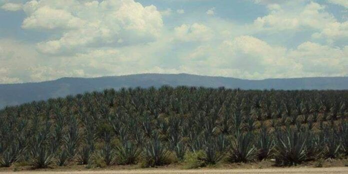 mezcal-8ca
