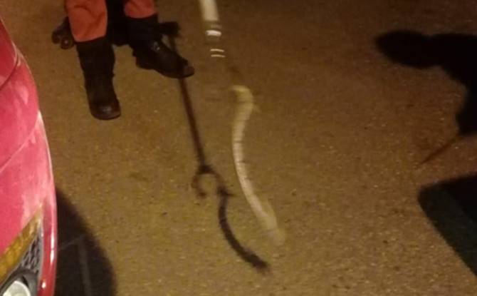 serpiente 1