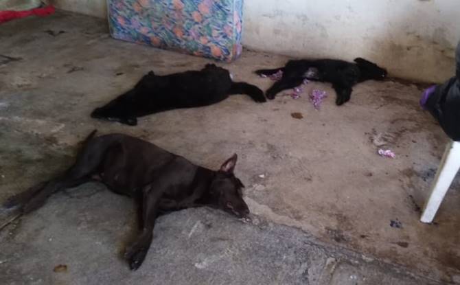 perritos 1