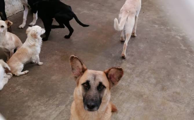 perritos 4