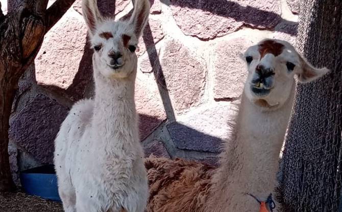 animalitos 1
