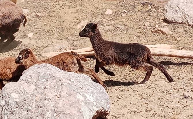 animalitos 2