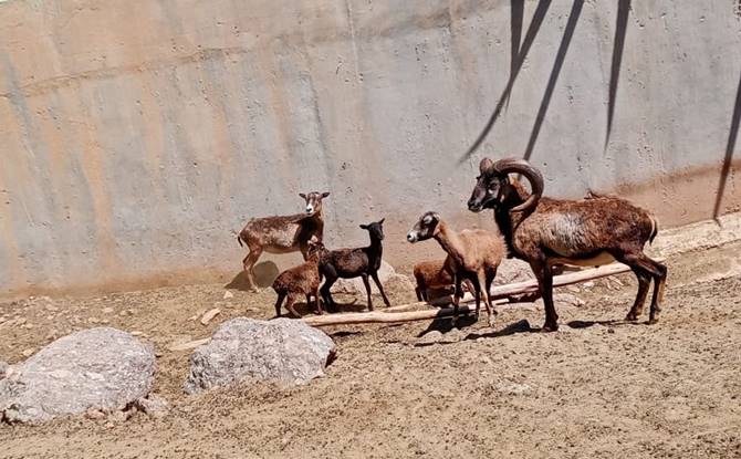 animalitos 4