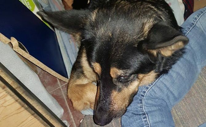 perrito 3