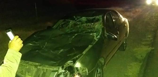 accidente vaca 2