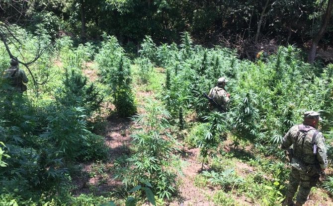 marihuana 1