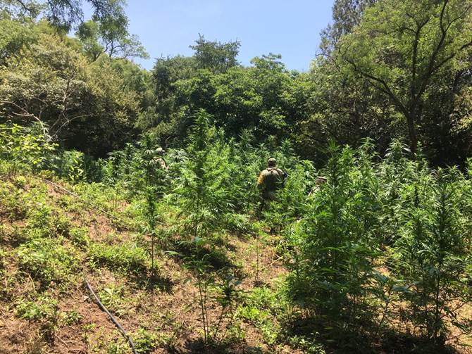 marihuana 1