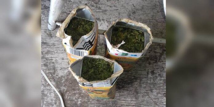 marihuana-cerereso-747
