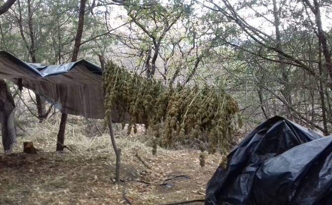 marihuana 2