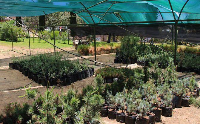 plantas 2